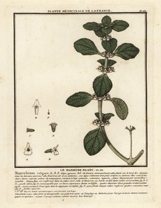 Marroio branco, Marrubium vulgare. de Unbekannter Künstler