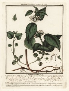 Urtiga branca, álbum Lamium. de Unbekannter Künstler