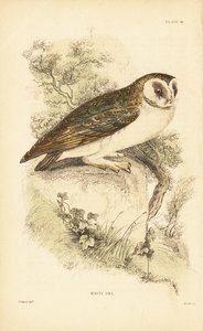 Coruja branca ou coruja de celeiro, Tyto alba, empoleirada em uma rocha. 1889 (gravura) de Unbekannter Künstler