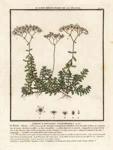 Stonecrop branco, álbum Sedum. de Unbekannter Künstler