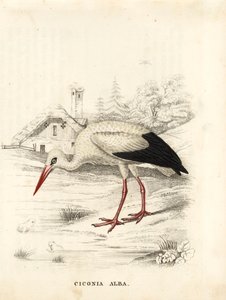Cegonha branca, Ciconia ciconia (Ciconia alba). Gravura em metal aço colorida à mão da Galeria de História Natural de Georg Friedrich Treitschke, Naturhistorischer Bildersaal des Thierreiches, Liepzig de Unbekannter Künstler