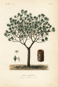 Casca ou canelo de inverno, Drimys winteri, Drimys aromatique de Unbekannt