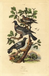 Pombo da floresta, Columba palumbus, pombo comum, Columba livia, e pomba tartaruga, Streptopelia risoria de Unbekannt
