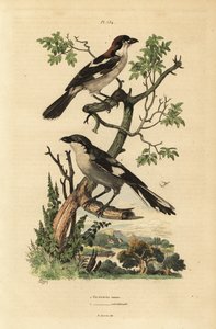Woodchat shrike, Lanius senator, e Southern grey shrike, Lanius meridionalis de Unbekannt