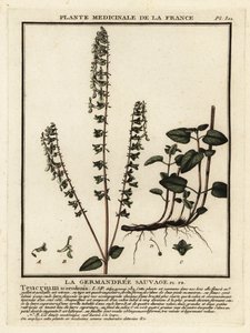 Germe de floresta, Teucrium scorodonia. de Unbekannter Künstler