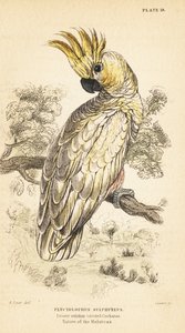Cacatua de crista amarela, Cacatua sulphurea. Criticamente em perigo1889 (gravura) de Unbekannter Künstler