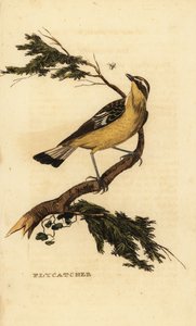 Apanhador de moscas de salto amarelo, Ficedula zanthopygia. 1815 (gravura) de Unbekannter Künstler