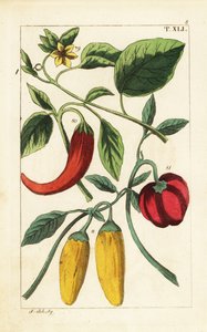 Pimentos de campainha amarelos e vermelhos, Capsicum annuum. de Unbekannter Künstler