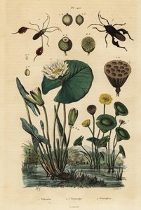 Lótus amarelo, Nelumbo lutea 1, insectos com pés de folha, Anisoscelis foliaceus 2 e Anoplocnemis curvipes 3, e lírio branco de água, Nymphaea alba 4 de Unbekannt
