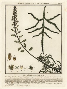Mignonette amarelo, Reseda lutea. de Unbekannter Künstler