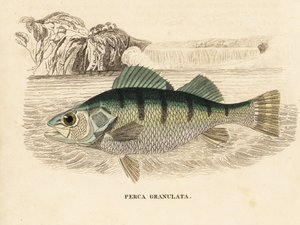 Perca amarela, Perca flavescens (Perca granulada, Perca granulata). Gravura em metal aço colorida à mão da Galeria de História Natural de Georg Friedrich Treitschke, Naturhistorischer Bildersaal des Thierreiches, Liepzig-1842. de Unbekannter Künstler