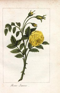 Rosa amarela, rosa amarela, Rosa lutea. Gravura em chapa de cobre colorida à mão de uma ilustração de Miss Prudhomme de "Hommage rendu a la Rose", Paris, cerca de 1815. Um livro de oferta com a história da rosa e uma dúzia de miniaturas botânicas. de Unbekannter Künstler