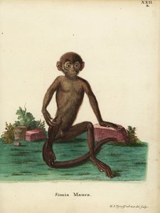 Jovem langur-de-faixa, Presbytis femoralis. Simia maura. Gravura em chapa de cobre colorida à mão, desenhada e gravada segundo a natureza por Hermann Jakob Tyroff, de Animal Illustrations after Nature, ou Schreber
