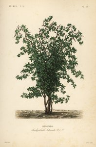 Zabala ou árvore frutífera coguil, Lardizabala biternata, Lardizabal de Unbekannt