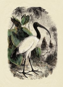 Zoologia: Íbis-sacra (Threskiornis aethiopicus), gravura do século XIX de Unbekannter Künstler