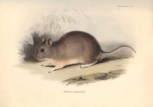 Zoologia: O "Reithrodon Cuniculoides" ou roedor descrito por Charles Darwin durante a sua viagem de exploração a bordo do Beagle. Placa de "The Zoology of the voyage of H.M.S. Beagle under the command of Captain Fitzroy during the years 1832 to 1836 edited de Unbekannter Künstler