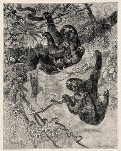 Zoologia: preguiçoso (Ai - Bradypus tridactylus) descrito e ilustrado por Carlo Vogt e Federico Specht em "Illustree Natural History: Mamíferos" 1884 de Unbekannter Künstler