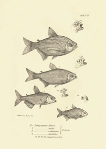 Zoologia: representação do peixe "Tetragonopterus Abramis, rutilus, scabripinnis, interruptus" descrito por Charles Darwin durante a sua viagem a bordo do Beagle. Placa de "The zoology of the voyage of H.M.S. Beagle under the command of Captaain Fitzroy du de Unbekannter Künstler
