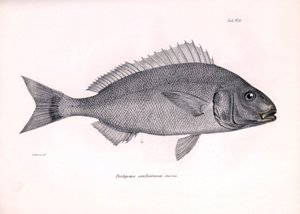 Zoologia: representação do peixe "Pristipoma cantharinum" descrito por Charles Darwin durante a sua viagem a bordo do Beagle. Placa de "The zoology of the voyage of H.M.S. Beagle under the command of Captaain Fitzroy during the years 1832-1836" (A zoologia de Unbekannter Künstler