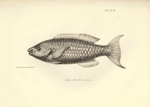 Zoologia: representação do peixe "Scarus Chlorodon" descrito por Charles Darwin durante a sua viagem a bordo do Beagle. Prato de "The zoology of the voyage of H.M.S. Beagle under the command of Captaain Fitzroy during the years 1832-1836" (A zoologia da vi de Unbekannter Künstler