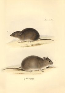 Zoologia: o "Mus Renggeri" e o "Mus obscurus" (ratos) descritos por Charles Darwin durante a sua viagem de exploração a bordo do Beagle. Placa da "Zoologia da viagem do H.M.S. Beagle sob o comando do Capitão Fitzroy durante os anos de 1832 a 183 de Unbekannter Künstler