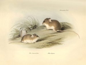 Zoologia: o "Mus albimaculatus" e o "Mus elegans" (rato) descritos por Charles Darwin durante a sua viagem de exploração a bordo do Beagle. Placa de "The Zoology of the voyage of H.M.S. Beagle under the command of Captain Fitzroy during the years 1832 to 1 de Unbekannter Künstler