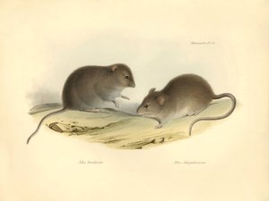 Zoologia: o "Mus brachiotis" e o Mus "Magellanicus" (ratos) descritos por Charles Darwin durante a sua viagem de exploração a bordo do Beagle. Placa de "The Zoology of the voyage of H.M.S. Beagle under the command of Captain Fitzroy during the years 1832 t de Unbekannter Künstler