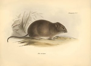 Zoologia: o "Mus micropus" ou rato orelhudo descrito por Charles Darwin durante a sua viagem de exploração a bordo do Beagle. Placa de "The Zoology of the voyage of H.M.S. Beagle under the command of Captain Fitzroy during the years 1832 to 1836 edited de Unbekannter Künstler