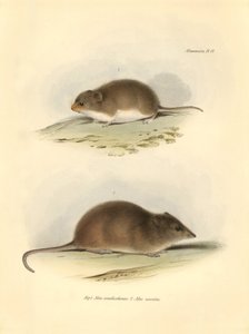 Zoologia: o "Mus xanthorhinus" ou rato do campo e o "Mus nasutus" descritos por Charles Darwin durante a sua viagem de exploração a bordo do Beagle. Placa de "The Zoology of the voyage of H.M.S. Beagle under the command of Captain Fitzroy during the years  de Unbekannter Künstler