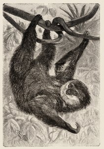 Zoologia: unau ou lazy descreve e ilustra por Carlo Vogt e Federico Specht em "História natural illustree: mammals" 1884 de Unbekannter Künstler