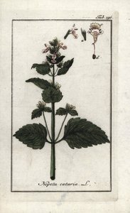 catary ou catary ou cat mint (Nepeta cataria). Litografia de "Afbeelding der Artseny-Gewassen" de Johannes Zorn (1739-1799), Países Baixos de Unbekannter Künstler