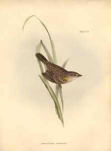 ornitologia: Ammodramus xanthornus de Unbekannter Künstler