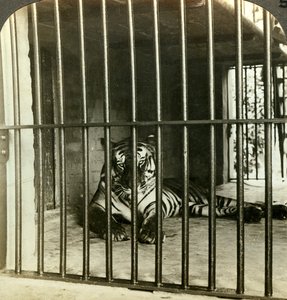 Tigre comedor de homem capturado culpado por 200 mortes, Calcutá, Índia, c1903.