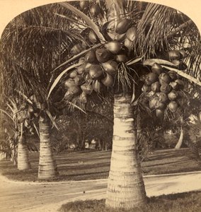 Árvores de coco nas areias brancas da Flórida. EUA, c1900. de Underwood and Underwood