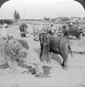 Elefantes que trabalham em um pátio de madeira, Índia, c1900s. de Underwood and Underwood