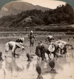 Trabalhadores agrícolas que transplantam brotos de arroz perto de Kyoto, Japão, 1904 de Underwood and Underwood