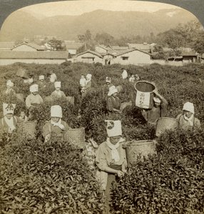 Meninas colhendo chá, Uji, Japão. de Underwood and Underwood