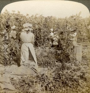 Escolha do lúpulo, Eugene, Oregon, EUA. de Underwood and Underwood