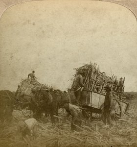 Carregando cana, plantação de açúcar, Louisiana, EUA. de Underwood and Underwood