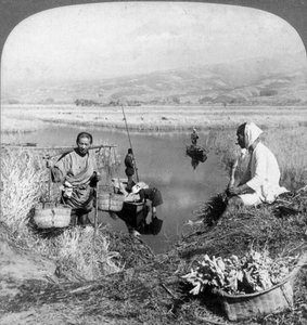 Homens reunindo juncos perto de Suzukawa, Fujiyama, Japão, 1904. de Underwood and Underwood