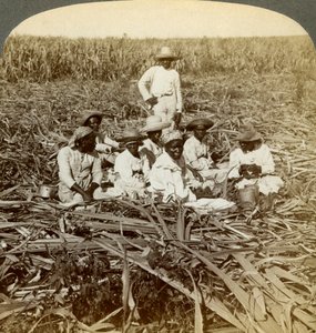 Na plantação de açúcar de La Union, San Luis, província de Santiago, Cuba, 1899. de Underwood and Underwood