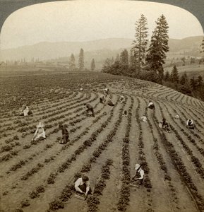 Colheita de morango, Cedar Creek Farm, Hood River Valley, Oregon, EUA. de Underwood and Underwood