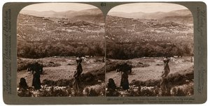 A colina de Samaria, do sul, cercada por seus figos e olivais, Palestina, 1900. de Underwood and Underwood