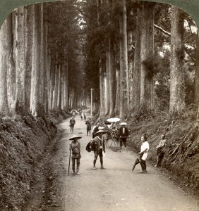 Os bosques foram os primeiros templos de Deus, avenida de nobres criptomérias em Nikko, Japão, 1904 de Underwood and Underwood