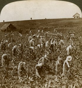 Campo de tabaco, Montpeller, Jamaica, 1900. de Underwood and Underwood