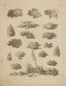 Estudos de folhagem de Unidentified