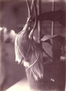 [Cereus de floração nocturna, fechado após a floração]