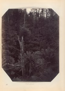Austrália - (Victoria e S. Austrália) de Unknown