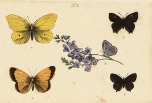Brimstone comum, Gonepteryx rhamni 1, amarelo nublado, Colias croceus 2 hairstreak marrom, Thecla betulae 3, Meleagers azul, Polyommatus daphnis 4 e hairstreak preto, Satyrium pruni 5 de Unknown