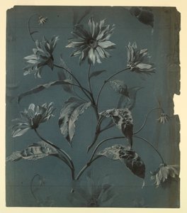 Design para papel de parede ou têxtil de flor tipo margarida com repetição de Unknown